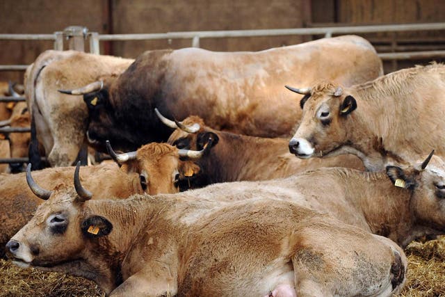 Cows lie down in a farm in France