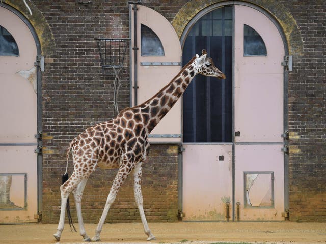 A giraffe at London Zoo on 27 April, 2020.