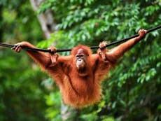 Endangered orangutan cannot be freed due to fears of ape pandemic