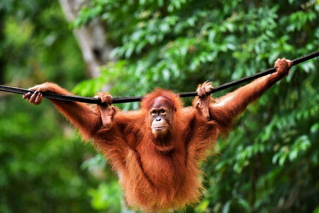 Only around 13,700 Sumatran orangutans are left in the wild