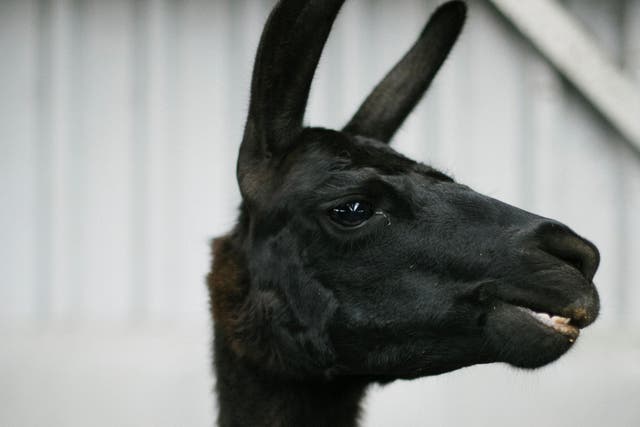 Winter, a four-year-old llama, is subject to research into antibodies that can neutralise the coronavirus infection