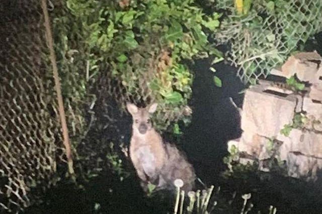 A runaway wallaby was spotted by a runner in St Ives, and captured by police to be returned to a zoo park in Huntingdon