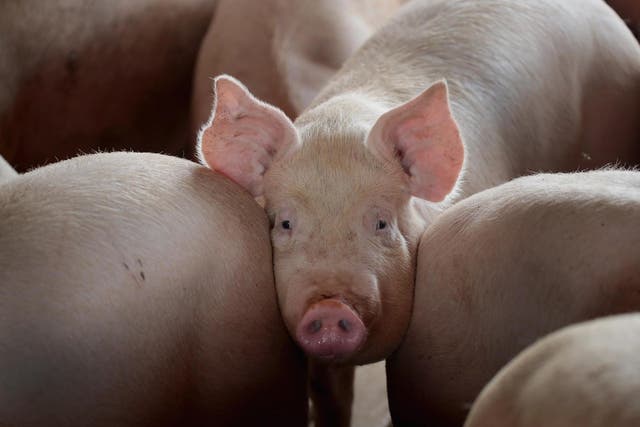 Pigs on a farm in Iowa