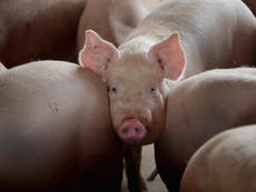 Farmers selling pigs on Craigslist after pork production plants close