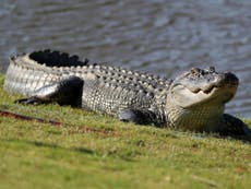 Woman killed by alligator after trying to touch animal