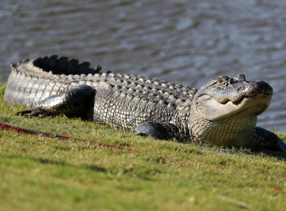 Woman Killed By Alligator After Trying To Take Pictures And Touch Animal The Independent The Independent