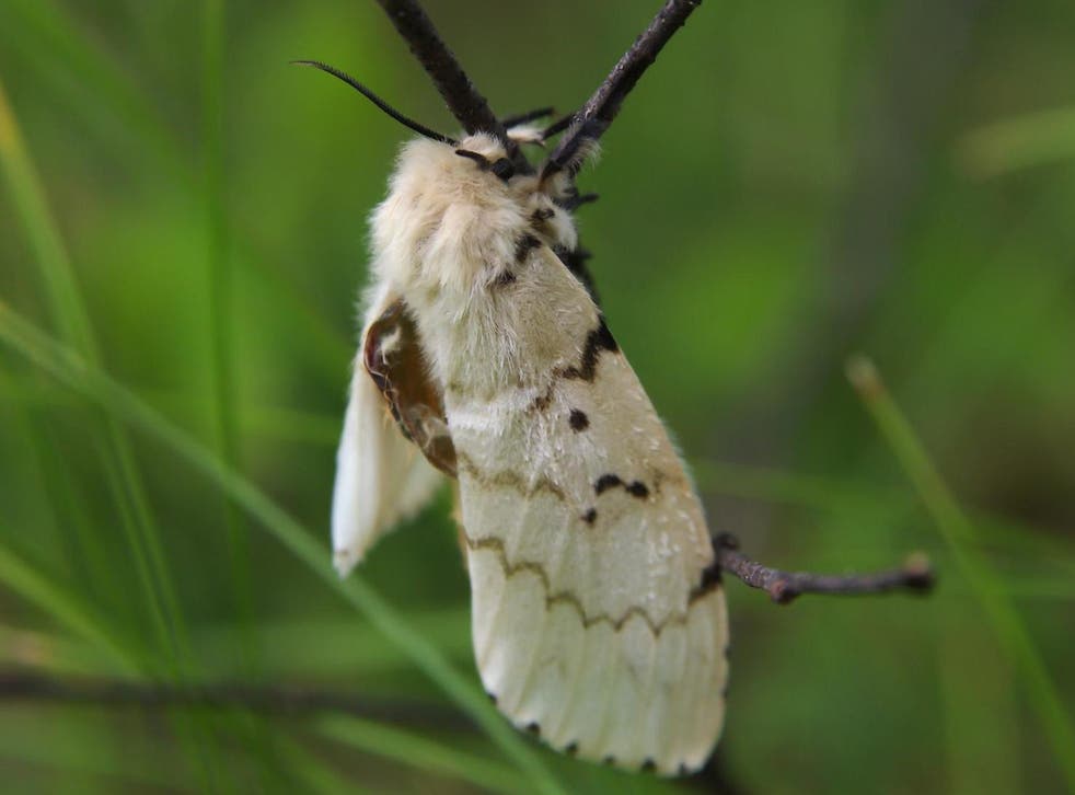 A gypsy moth