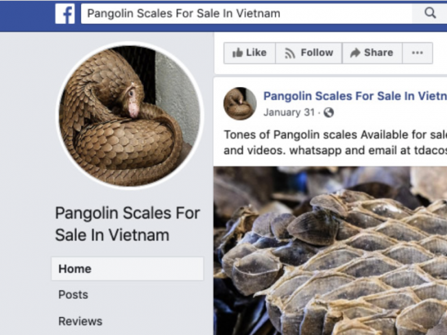 Pangolins were advertised for sale on Facebook, according to a new investigation
