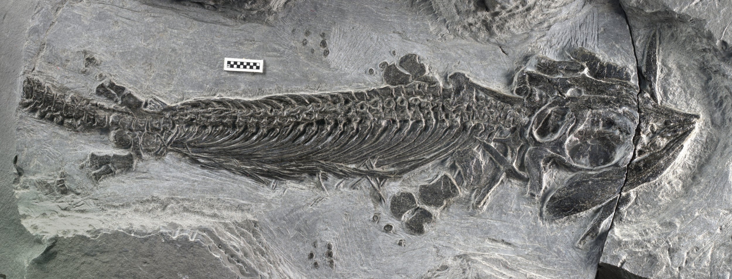 Photo issued by the Field Museum Chicago of a fossil specimen of Cartorhynchus lenticarpus, a small early ichthyosaur with a short snout and seal-like appendage