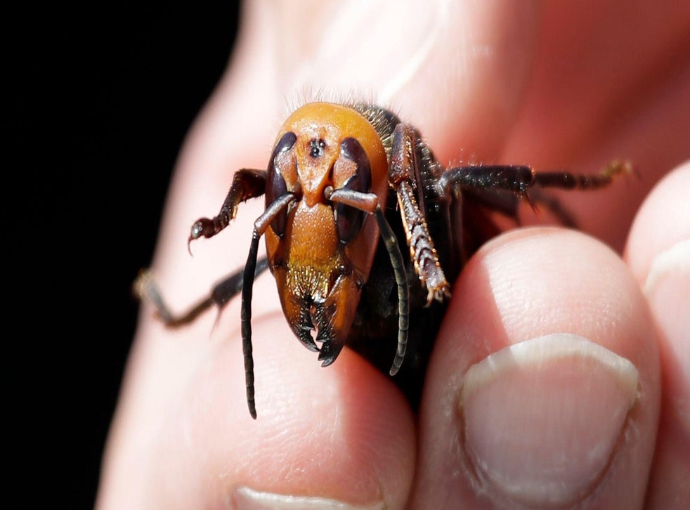 Murder hornet threat to humans may have been 'drastically overblown ...