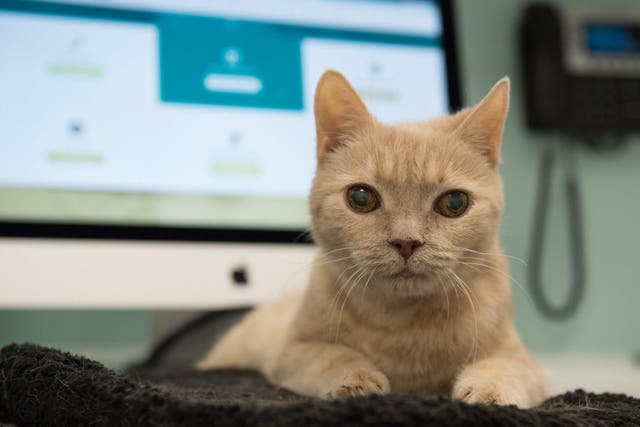 Practices are embracing technology to assess pets remotely