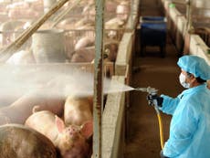 Coronavirus: Industrial animal farming has caused most new infectious diseases and risks more pandemics, experts warn 