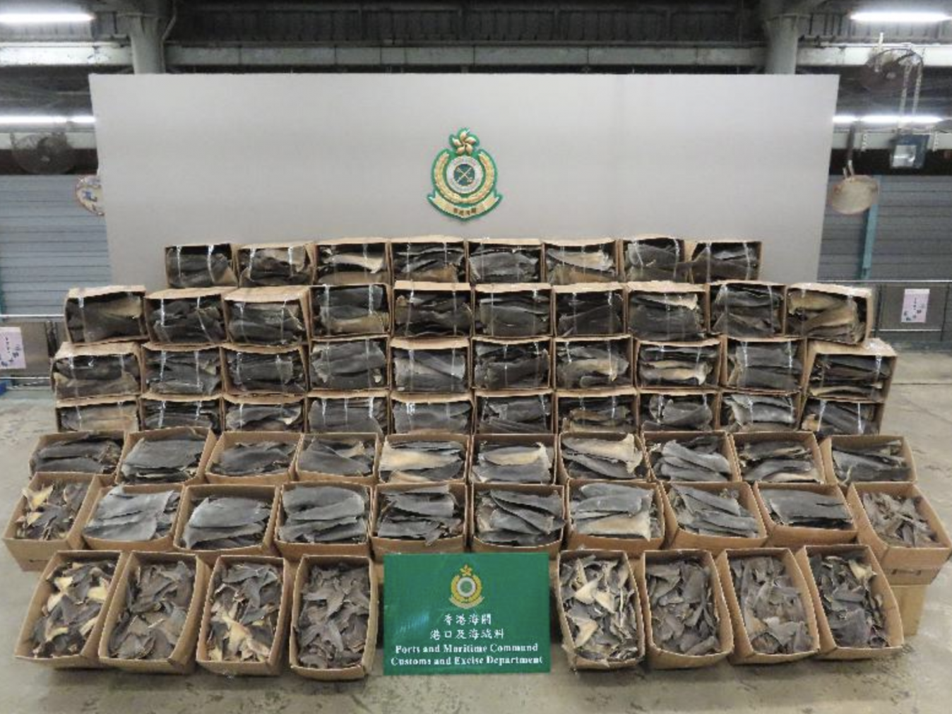 Hong Kong Customs seized 13 tons of illegally trafficked dried fins from endangered sharks in recent weeks