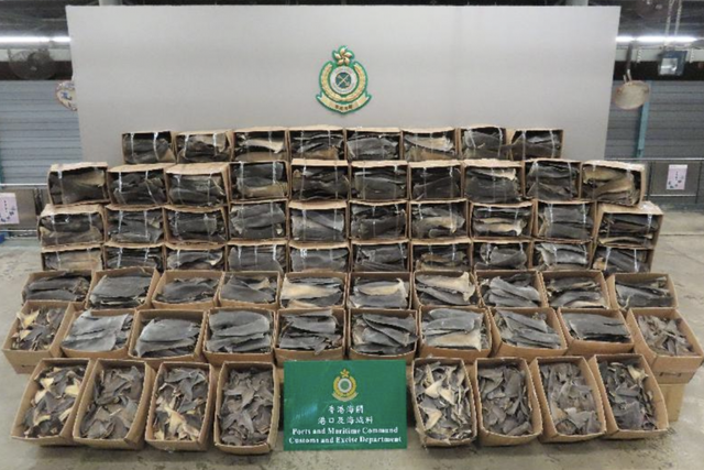 Hong Kong Customs seized 13 tonnes of illegally trafficked dried fins from endangered sharks in recent weeks