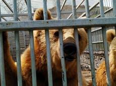 Three bears kept caged for tourism saved as coronavirus shuts business