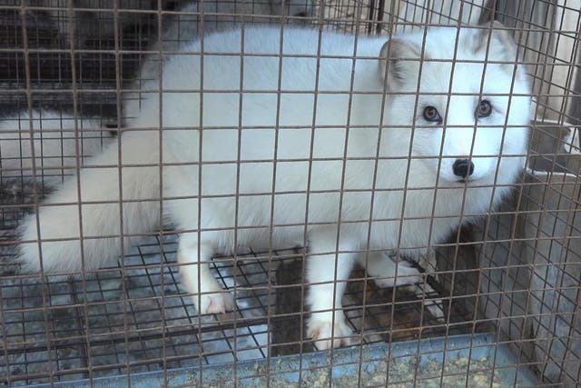 Chinese fur farms breed and kill millions of foxes, raccoon dogs and mink each year