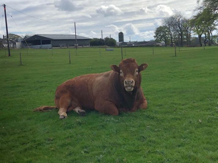Ron the bull caused a power cut after he scratched himself on an electricity pole in Scotland, his owner has claimed