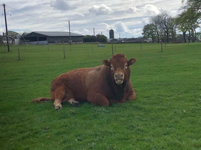 Ron the bull caused a power cut after he scratched himself on an electricity pole in Scotland, his owner has claimed