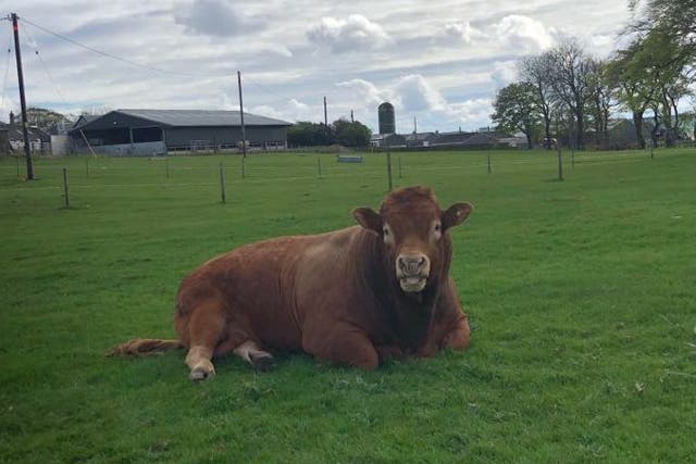 Ron the bull caused a power cut after he scratched himself on an electricity pole in Scotland, his owner has claimed