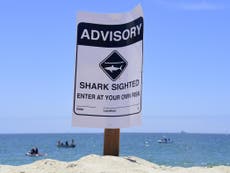California surfer dies in shark attack near shore
