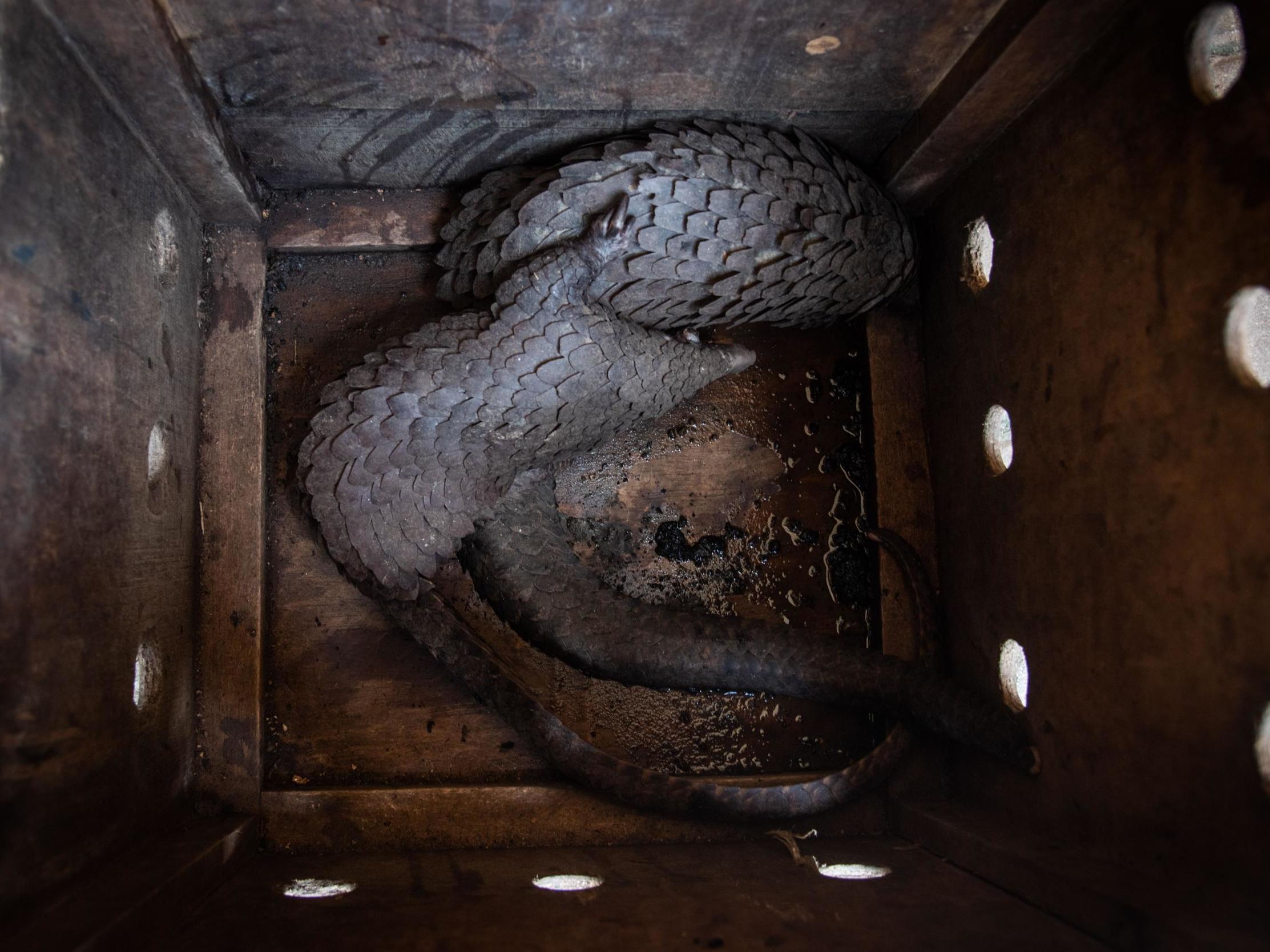 Pangolins are believed to be the world’s most trafficked animal