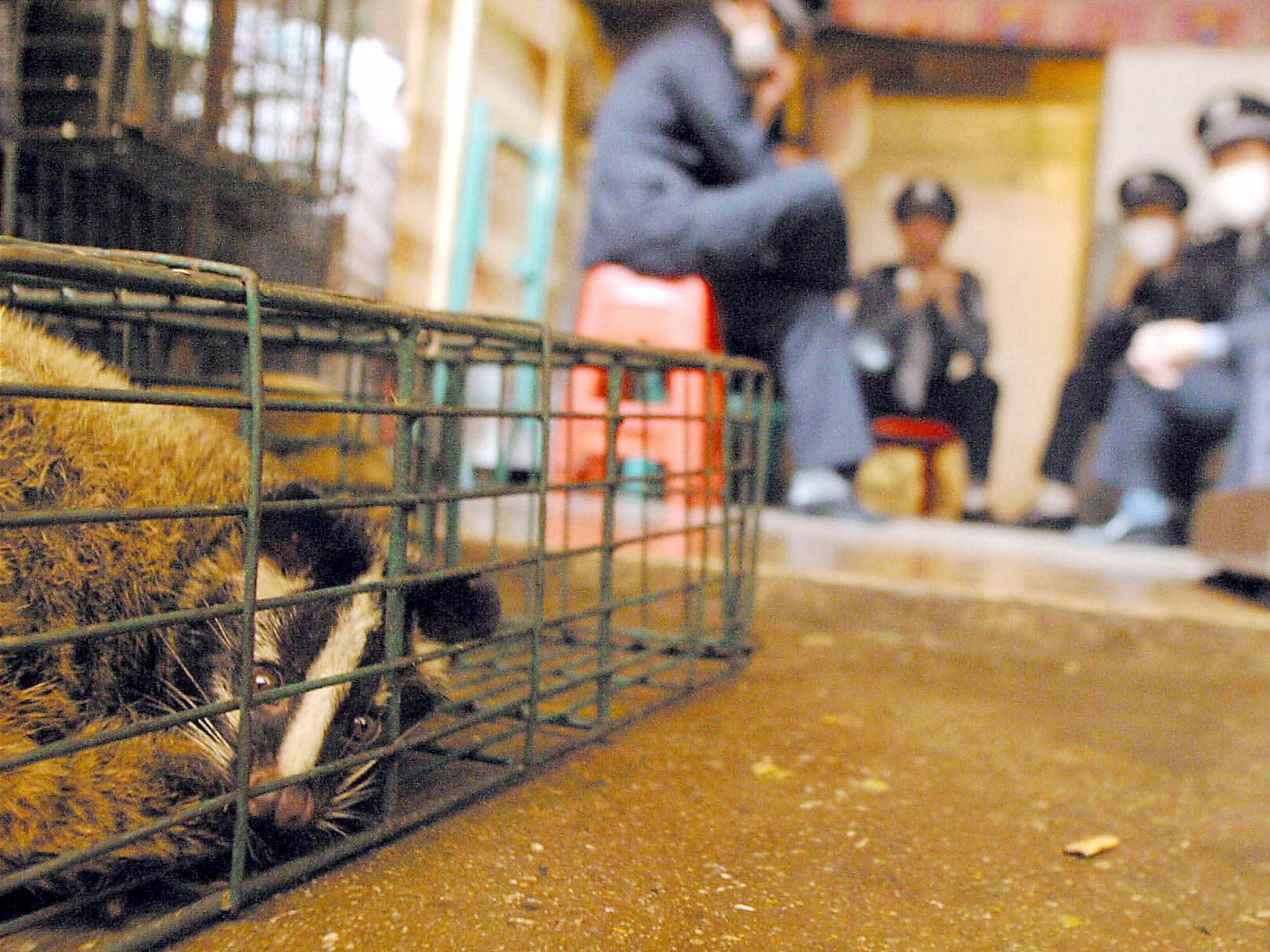 Health workers and police watch over civet cats, thought to have carried Sars from bats to humans, confiscated from a wildlife market in Guangzhou