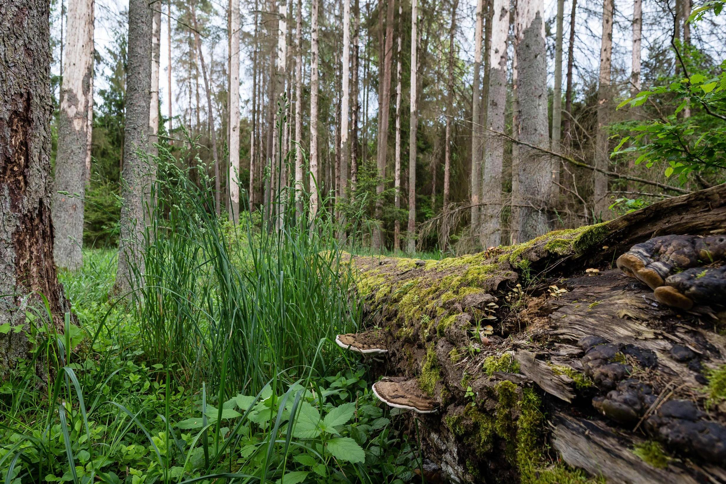 Primaeval areas of Bialowieza Forest (AFP/Getty)