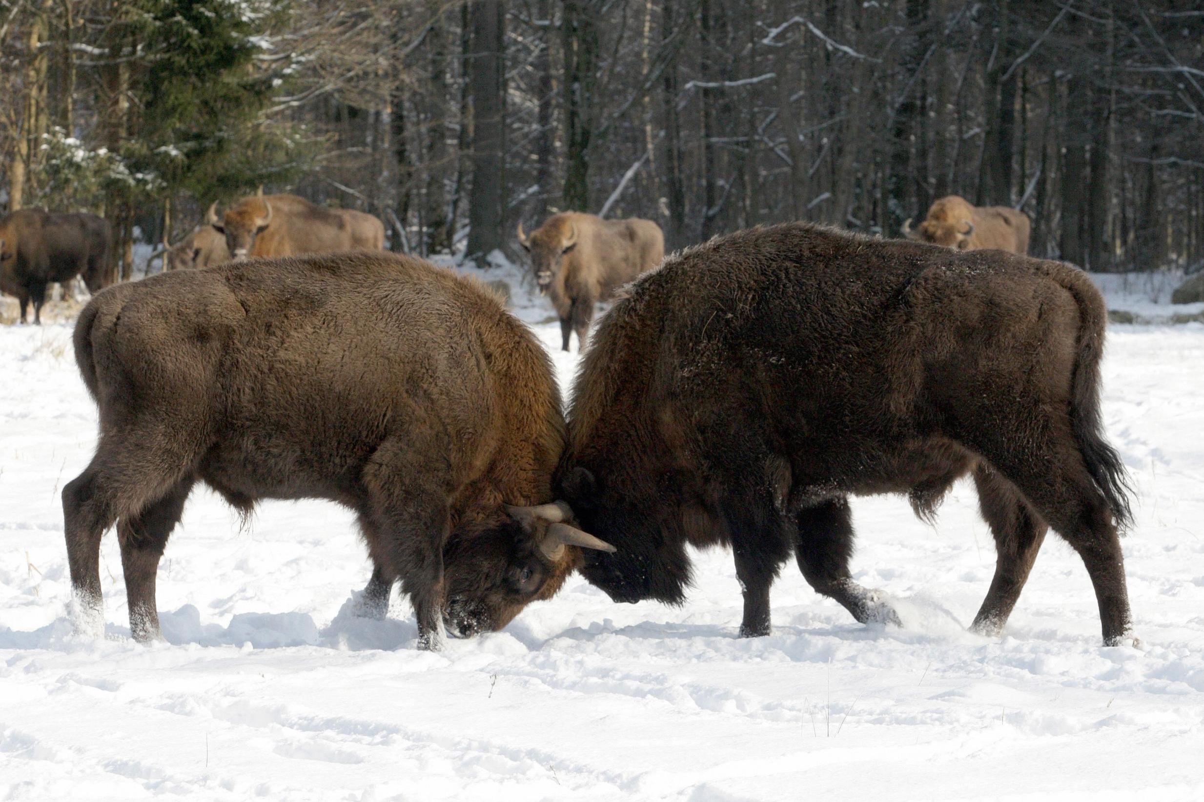 Two bison lock horns at the Bialowieza National Park (AFP/Getty)