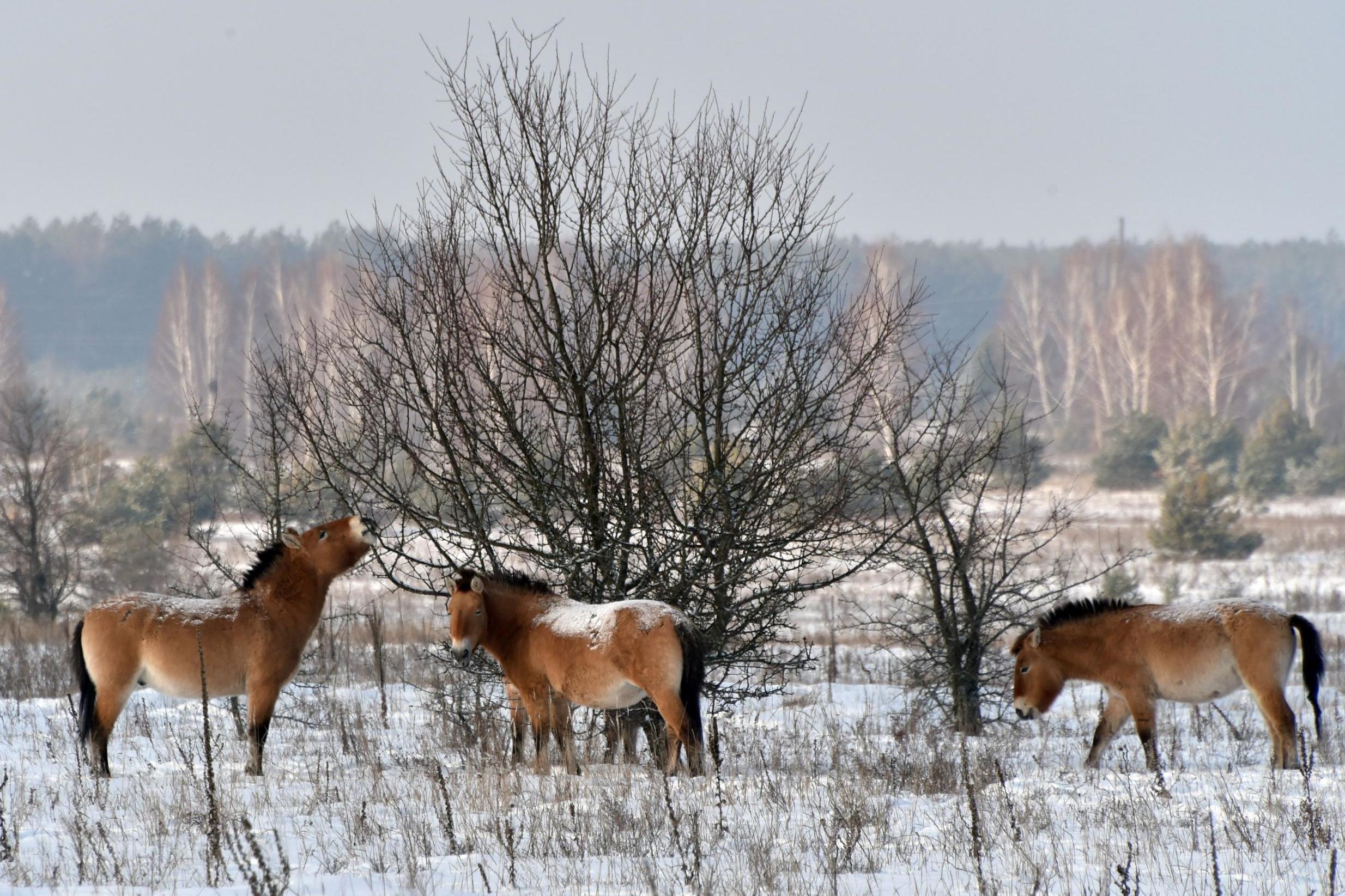 Wild Przewalski’s horses on a snow-covered field in the Chernobyl exclusions zone (AFP/Getty)