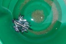 Rare blue dragons wash up on seashores in Texas