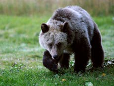 New Trump public land rules will let hunters kill bear cubs in dens