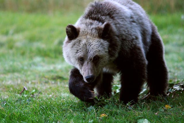 Police in Oregon have said bear attacks are rare after a weekend encounter with a man and dog