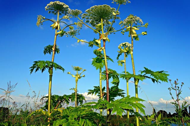 Giant hogweed can grow to five metres tall and causes painful burns and lifelong scars