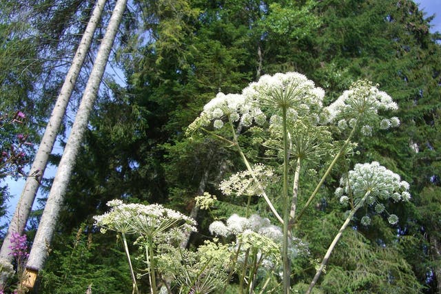 <p>Giant hogweed has been spreading across the country for years, experts warn</p>