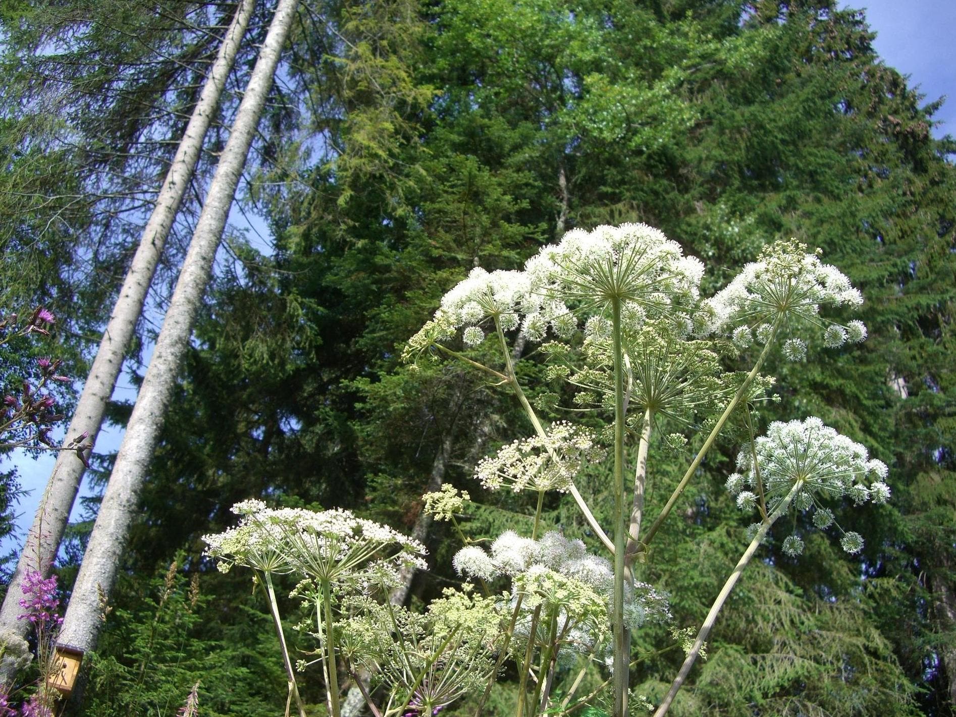 What is giant hogweed, the UK's 'most dangerous' plant? - Vimarsana News