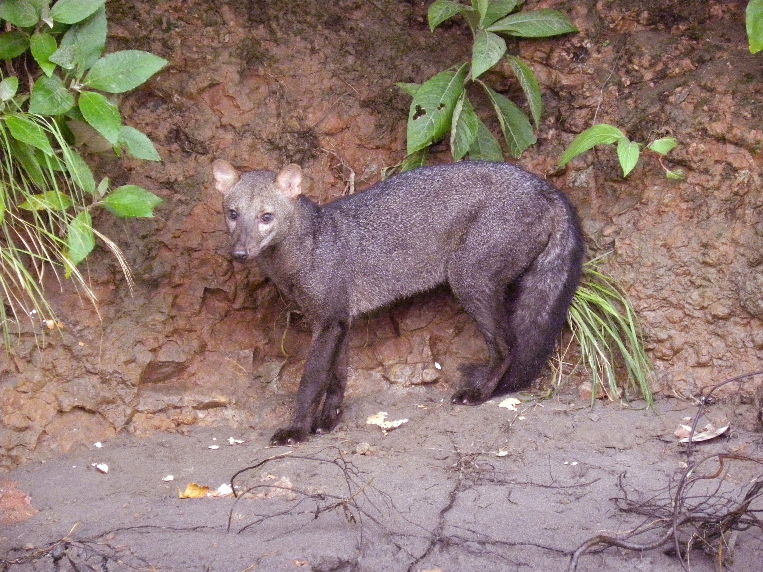 The short-eared animals are the only such species unique to the Amazon rainforest (Galo Zapata-Rios/WCS)