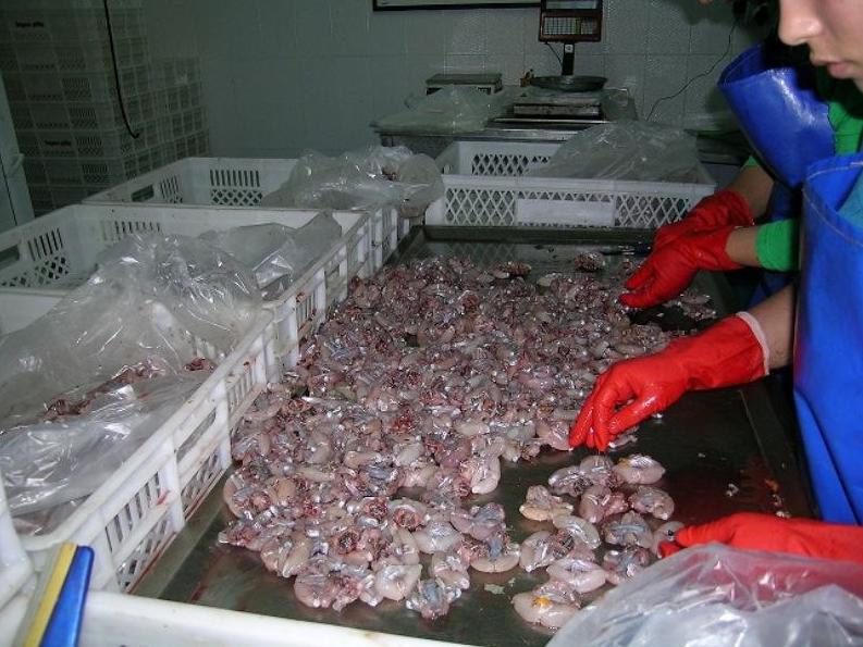 Frog meat being processed for sale at a market in Turkey