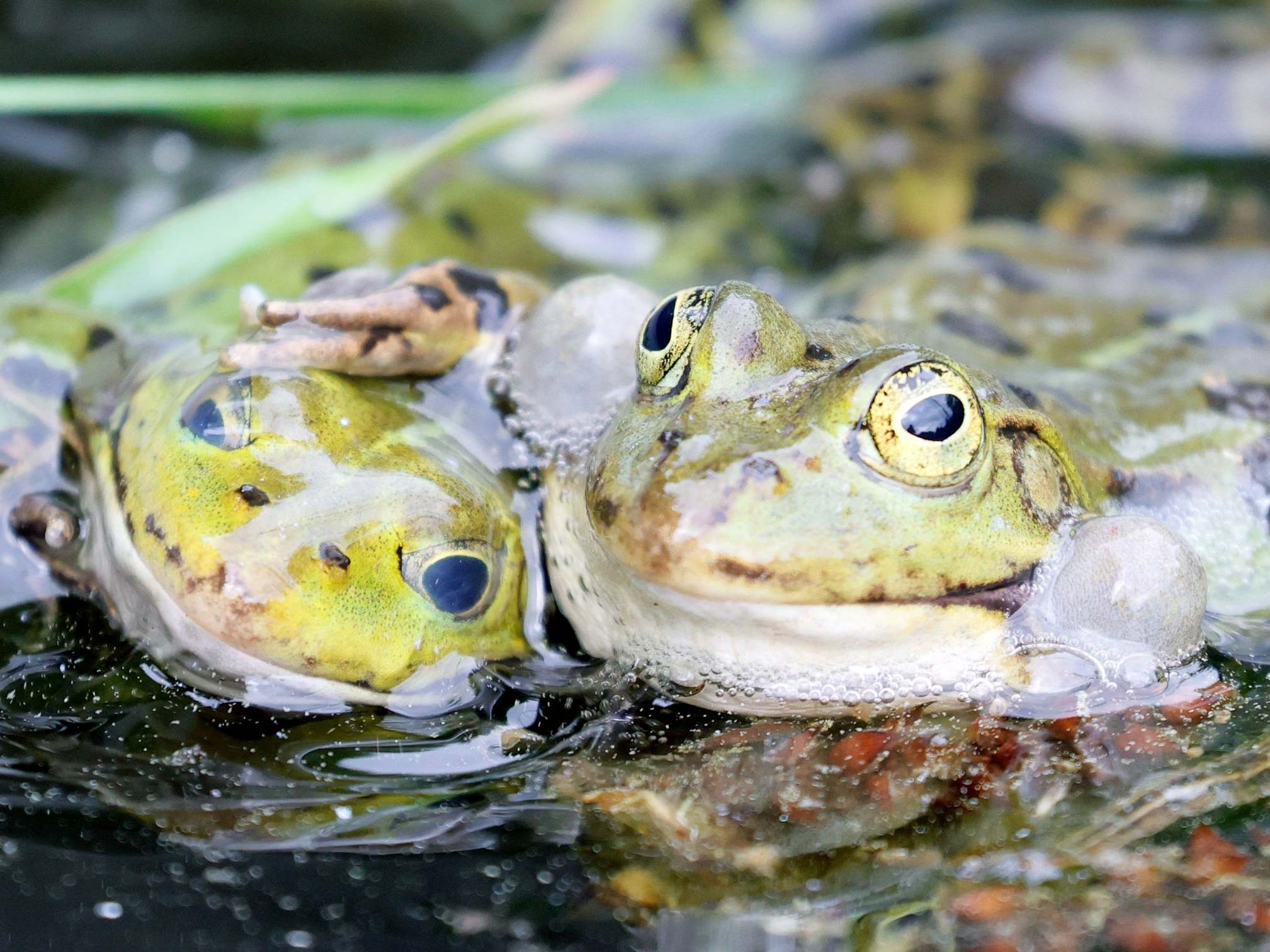 Two water frogs swim in a pond