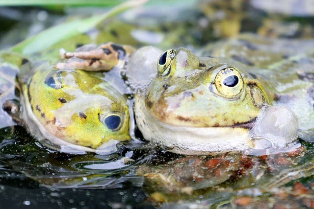 Two water frogs swim in a pond