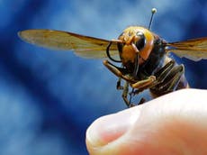 What are ‘murder hornets’ and have they been found in the UK?
