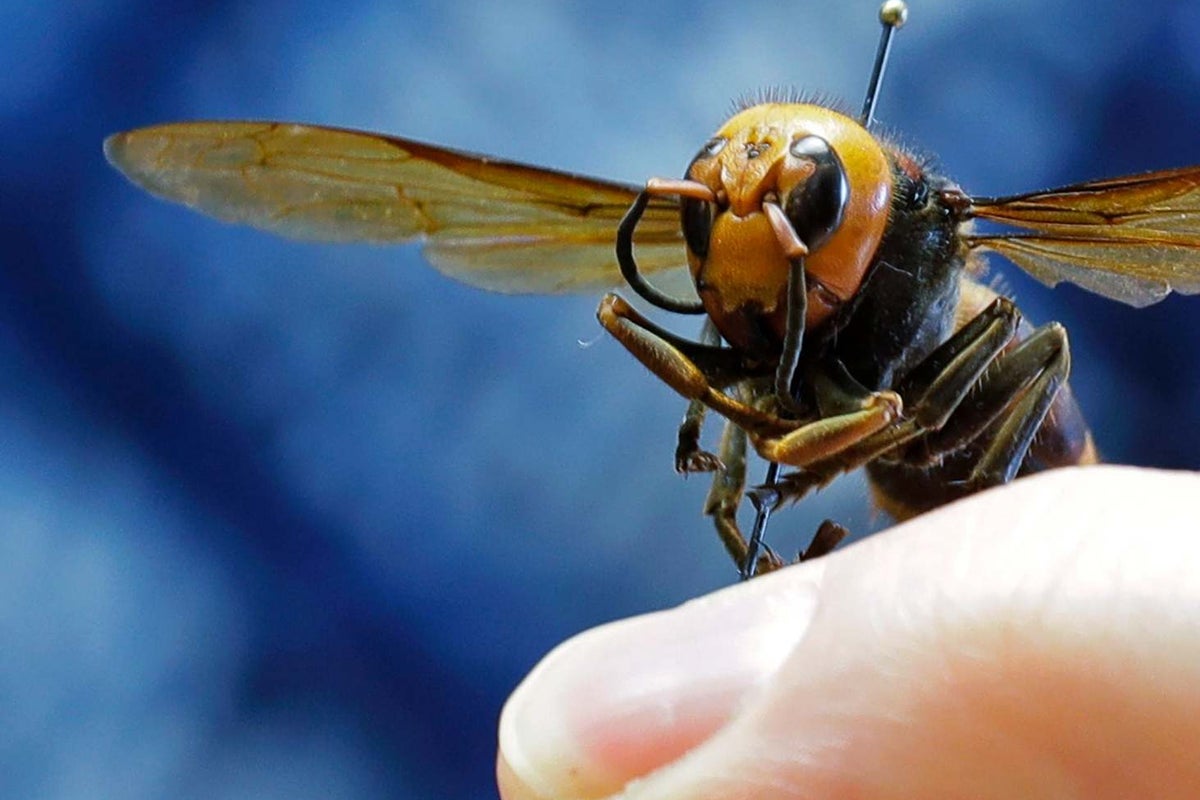 What are ‘murder hornets’ and have they been found in the uk?