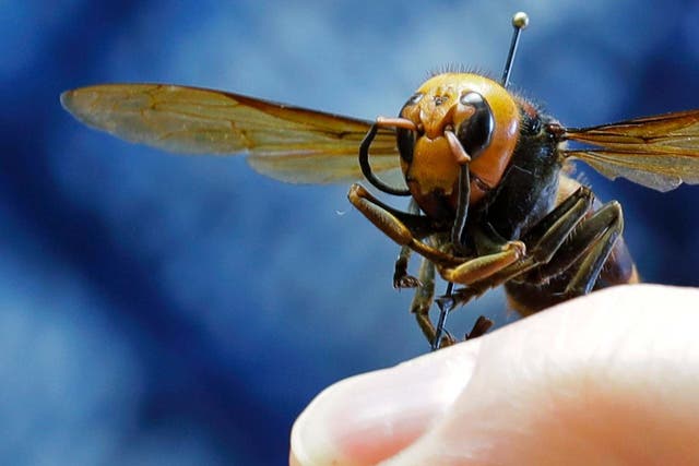 The Asian giant hornet is native to parts of Asia but can sometimes be found in other countries