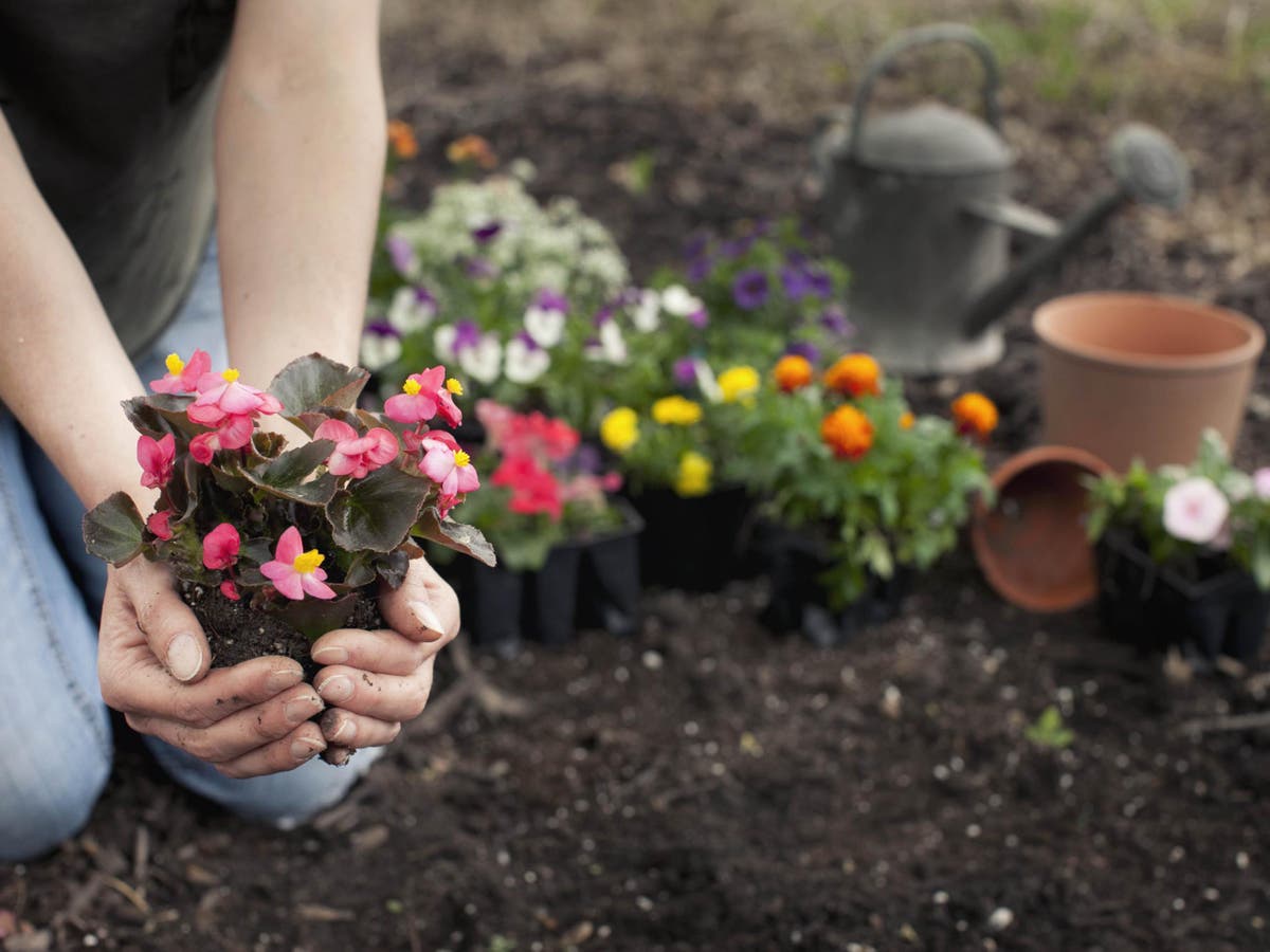 What to plant in garden now
