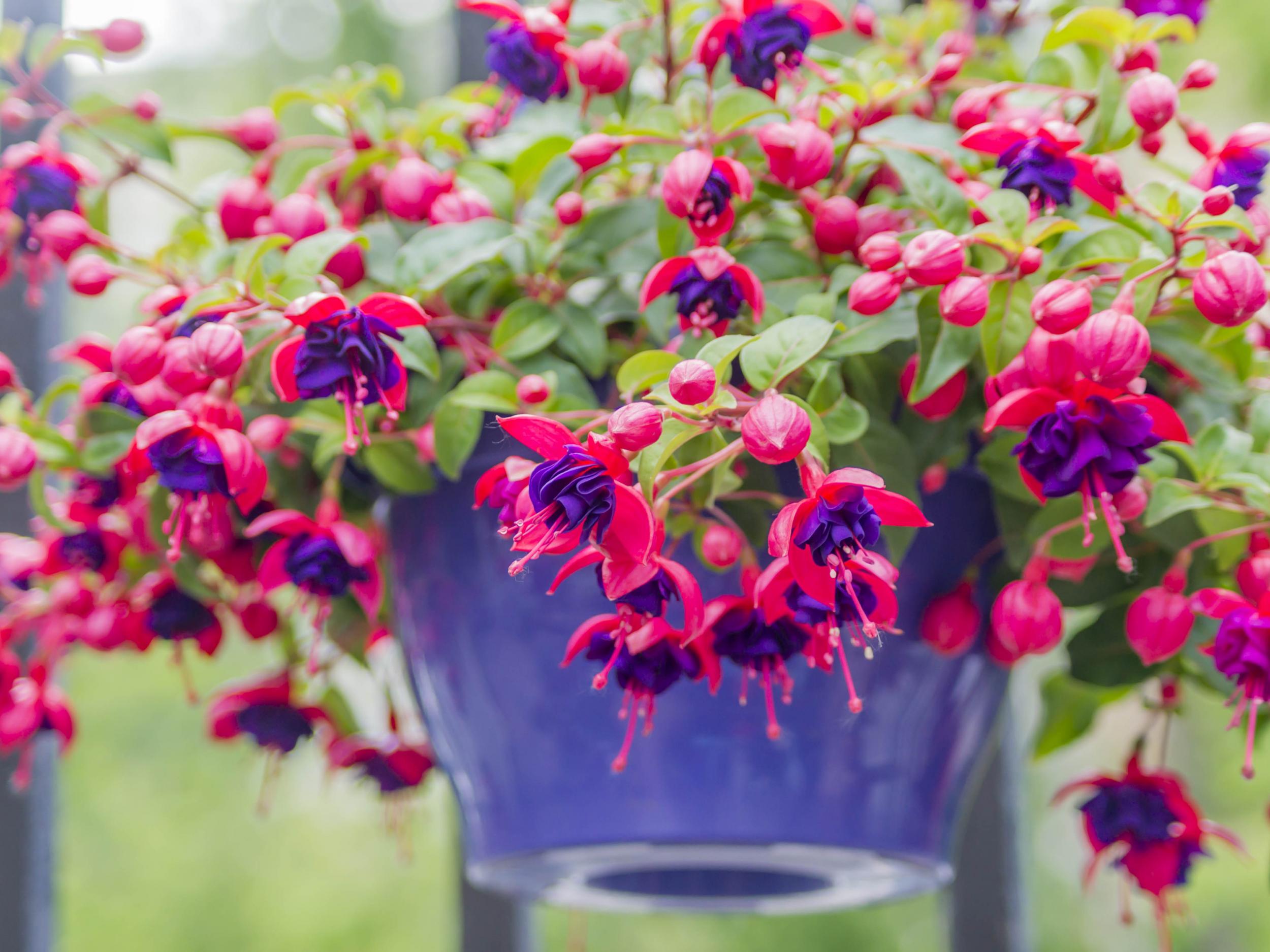 Fuchsias can be planted in both sun and shade
