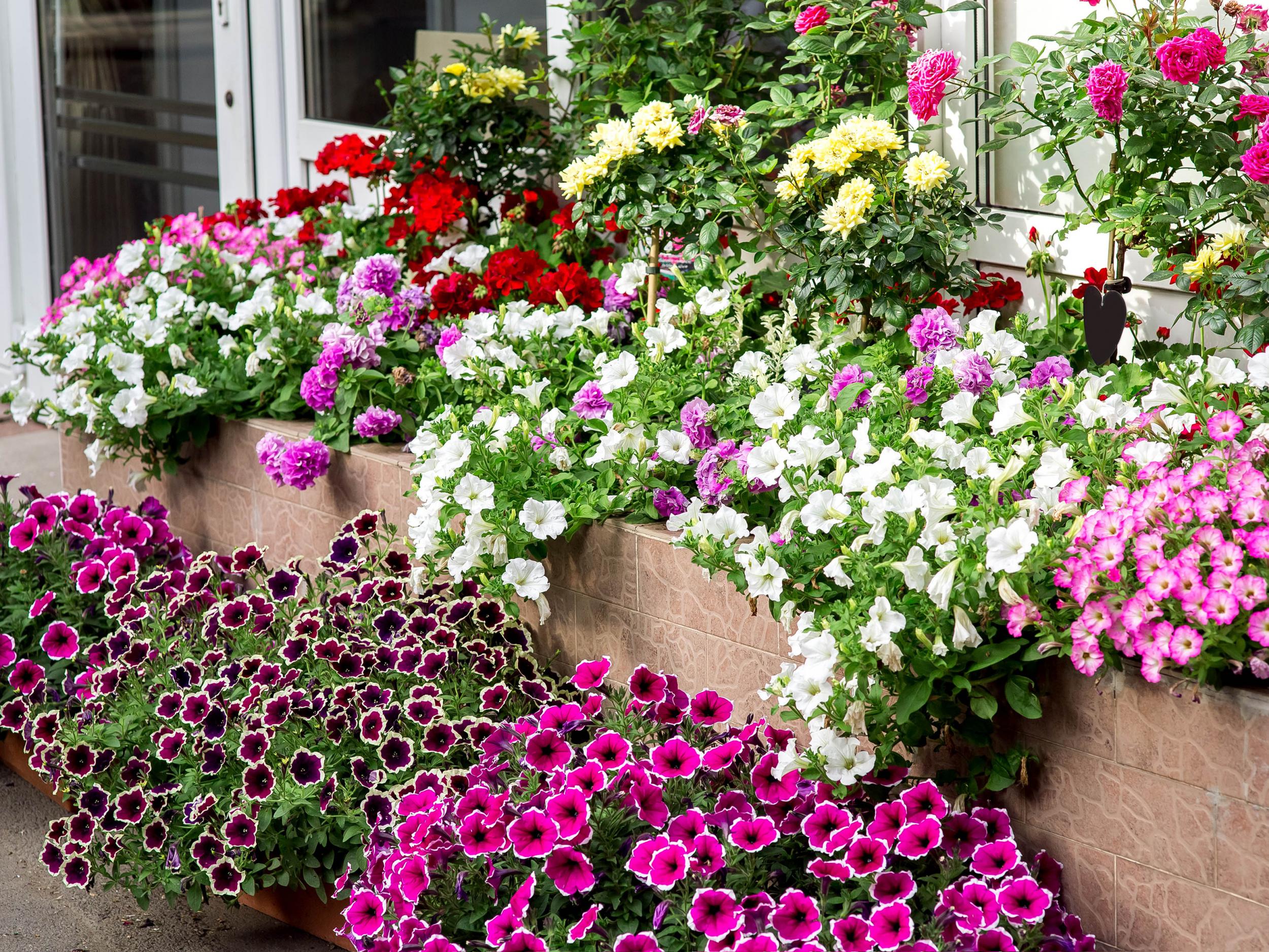 Petunias can be planted in beds, pots or hanging baskets