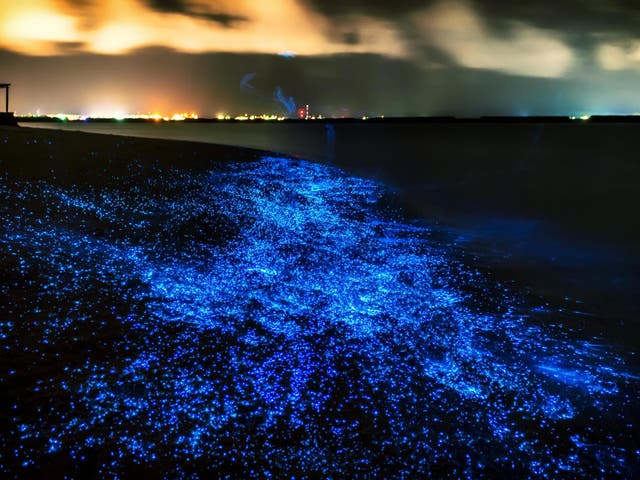 Bioluminescent plankton in the Maldives. A similar phenomenon in algae has appeared on California beaches