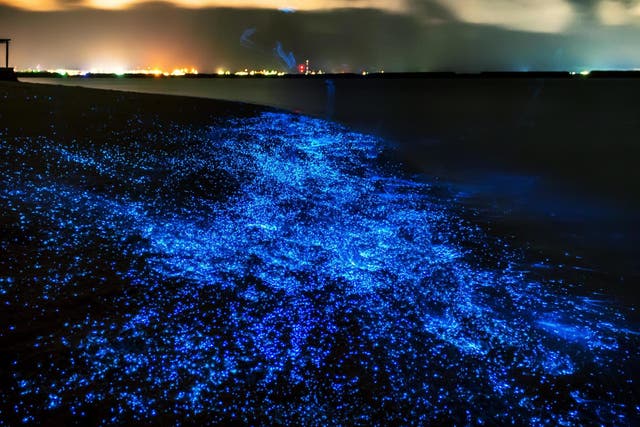 Bioluminescent plankton in the Maldives. A similar phenomenon in algae has appeared on California beaches