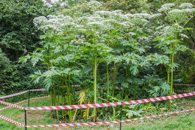 Giant hogweed, a dangerous plant, in England during summer