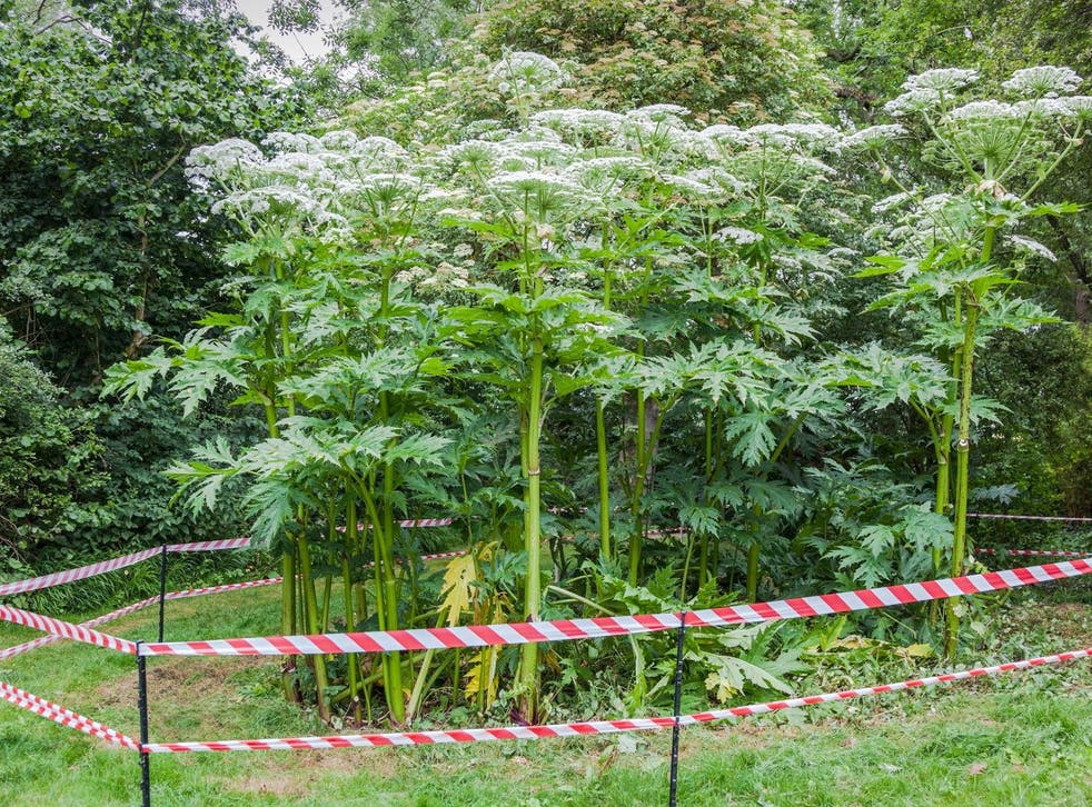 Giant hogweed is an example of an invasive species which the 'Nature Volunteer Force' could help to eradicate