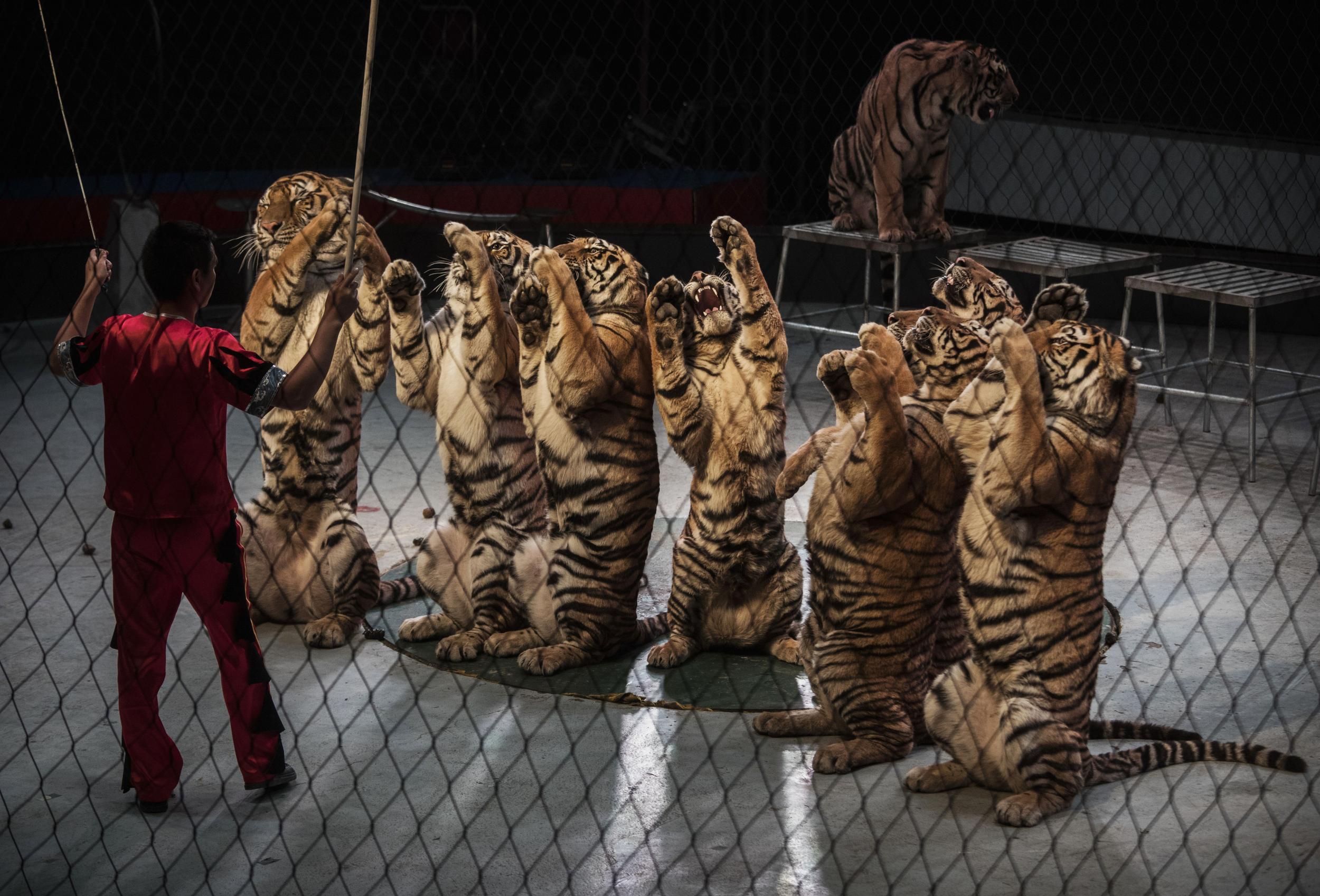 Tigers trained to ‘beg’ in a Chinese circus